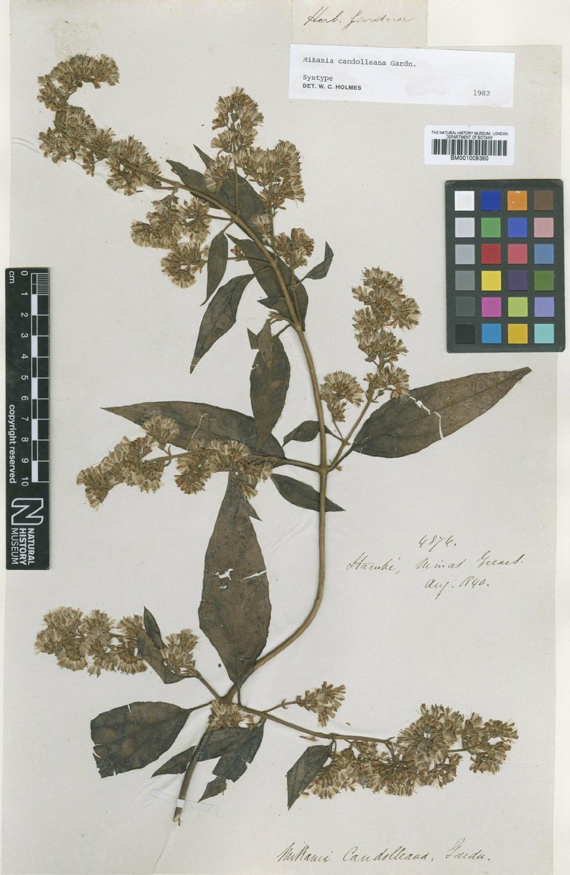 Mikania candolleana photo 3
