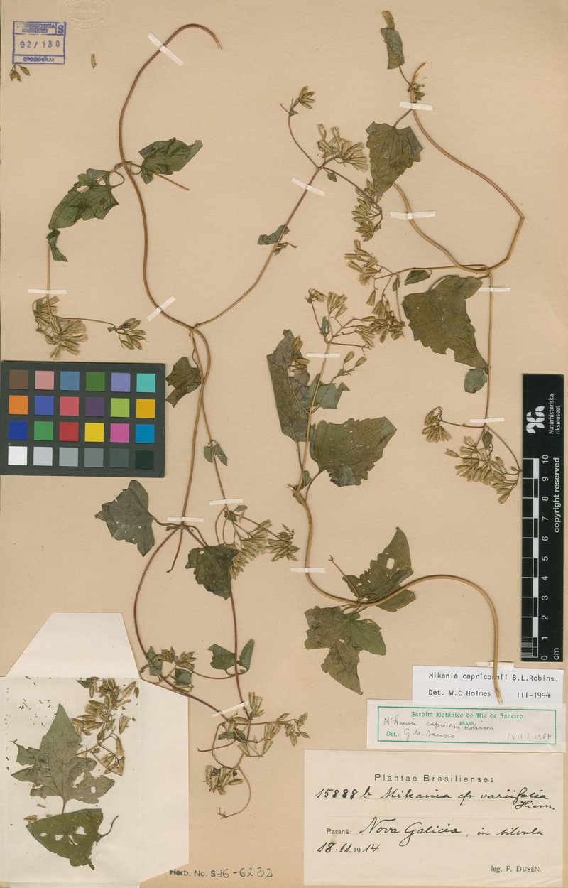 Mikania capricorni