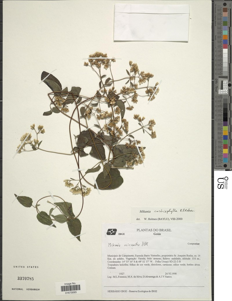 Mikania cardiophylla