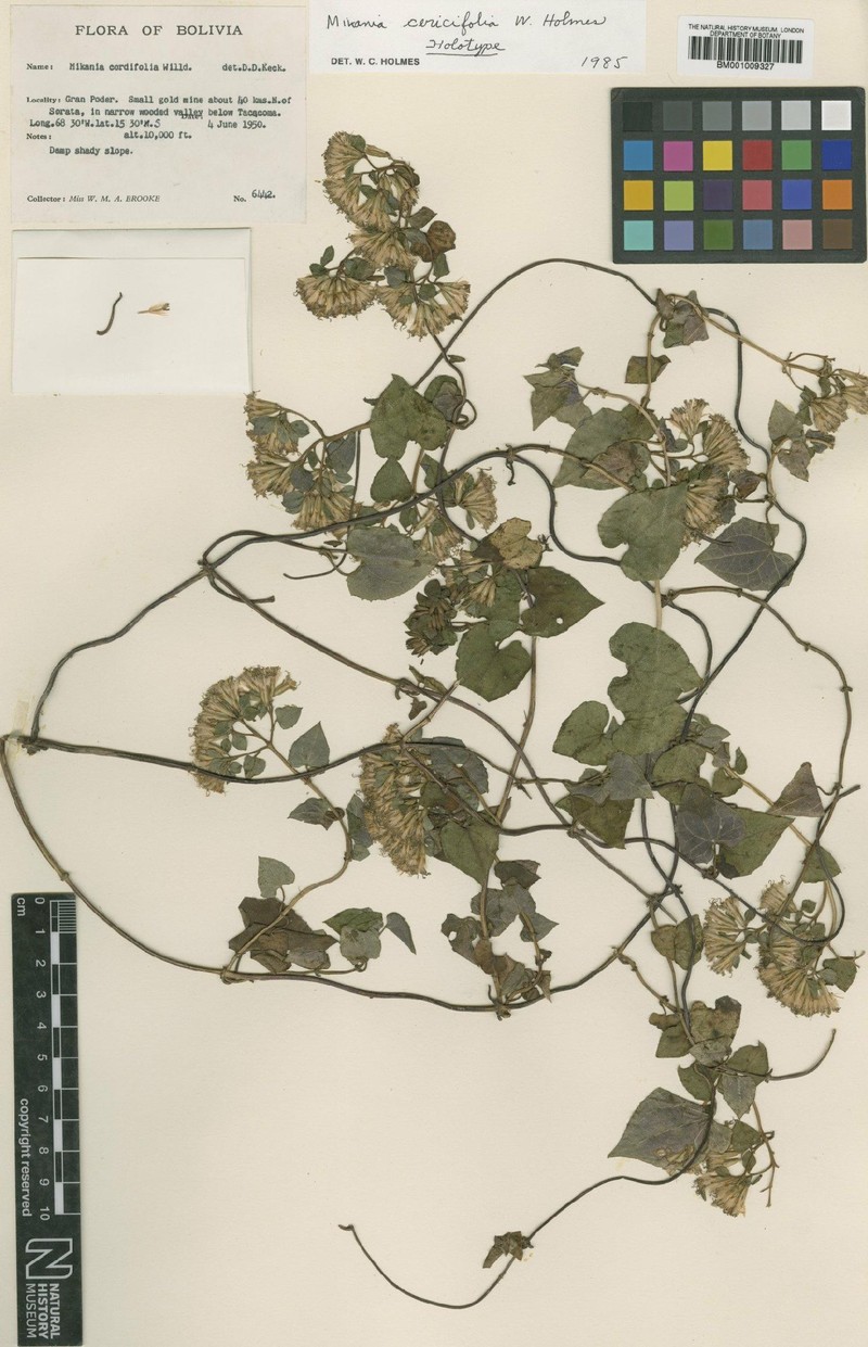 Mikania cercifolia