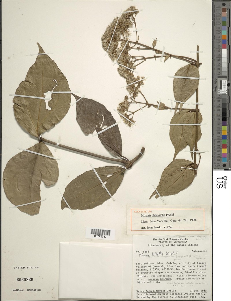 Mikania chaetoloba