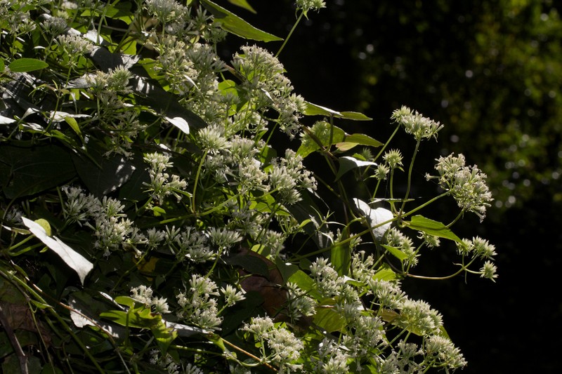 Mikania chenopodiifolia