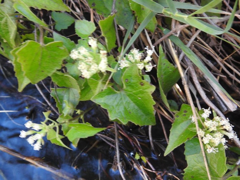 Mikania chenopodiifolia photo 2