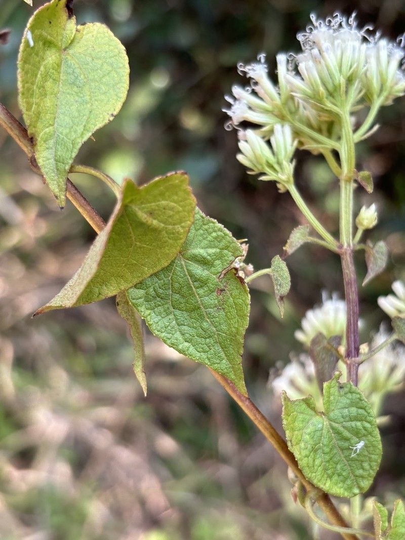 Mikania chenopodiifolia photo 3