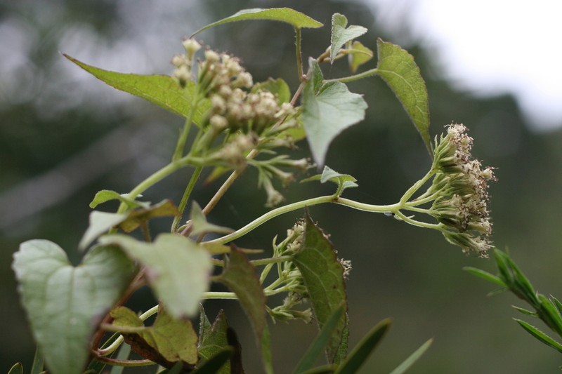 Mikania chenopodiifolia photo 4