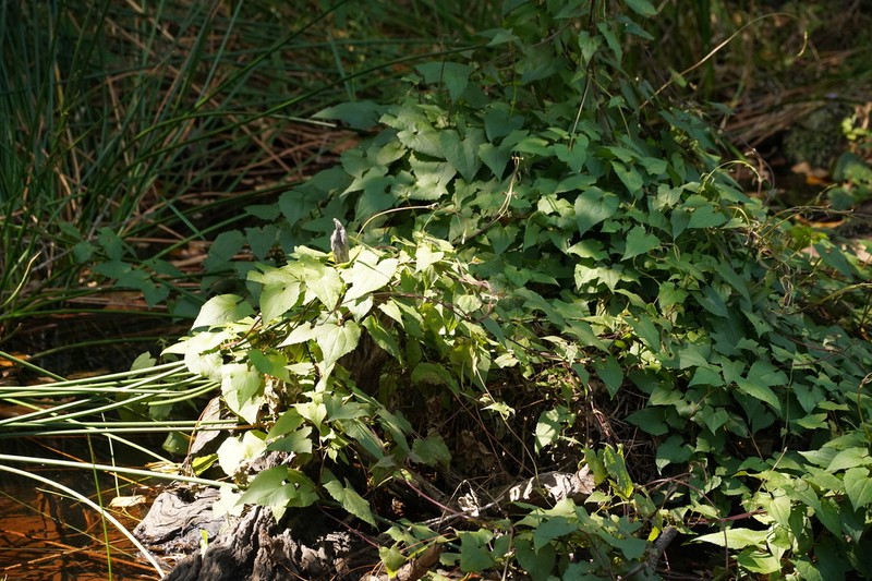 Mikania chenopodiifolia photo 5