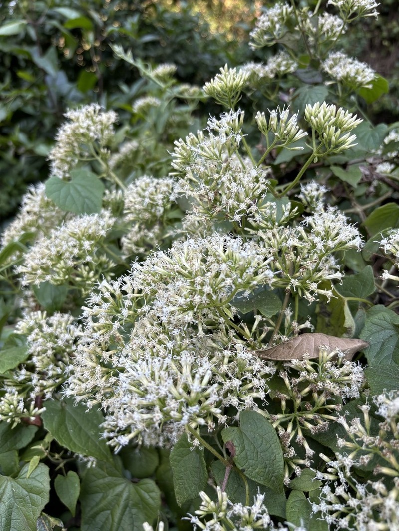 Mikania chenopodiifolia photo 6