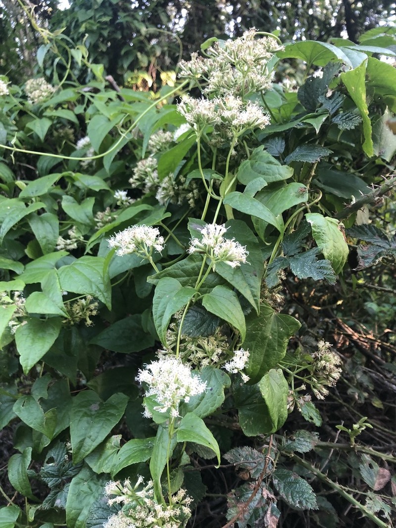Mikania chenopodiifolia photo 7