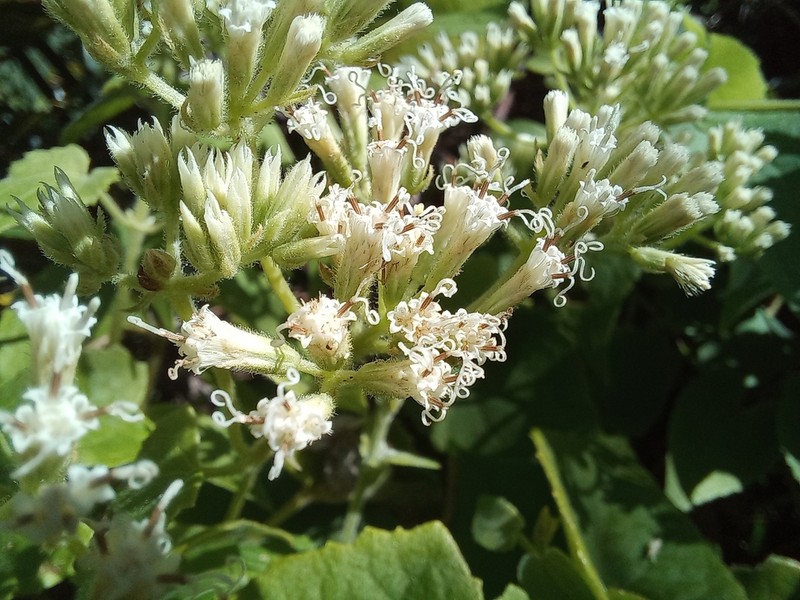 Mikania chenopodiifolia photo 8