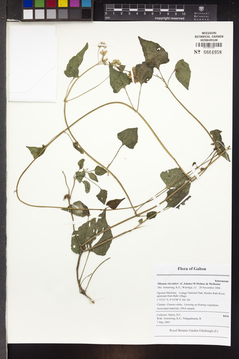 Mikania chevalieri photo 3