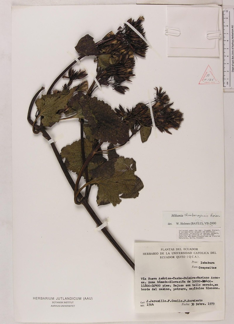 Mikania chimborazensis