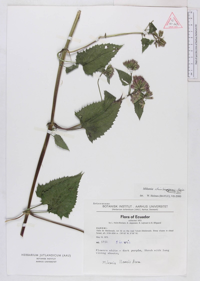 Mikania chimborazensis photo 2