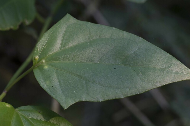 Mikania chlorolepis