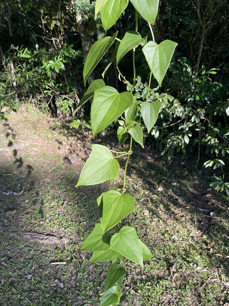 Mikania chlorolepis photo 2