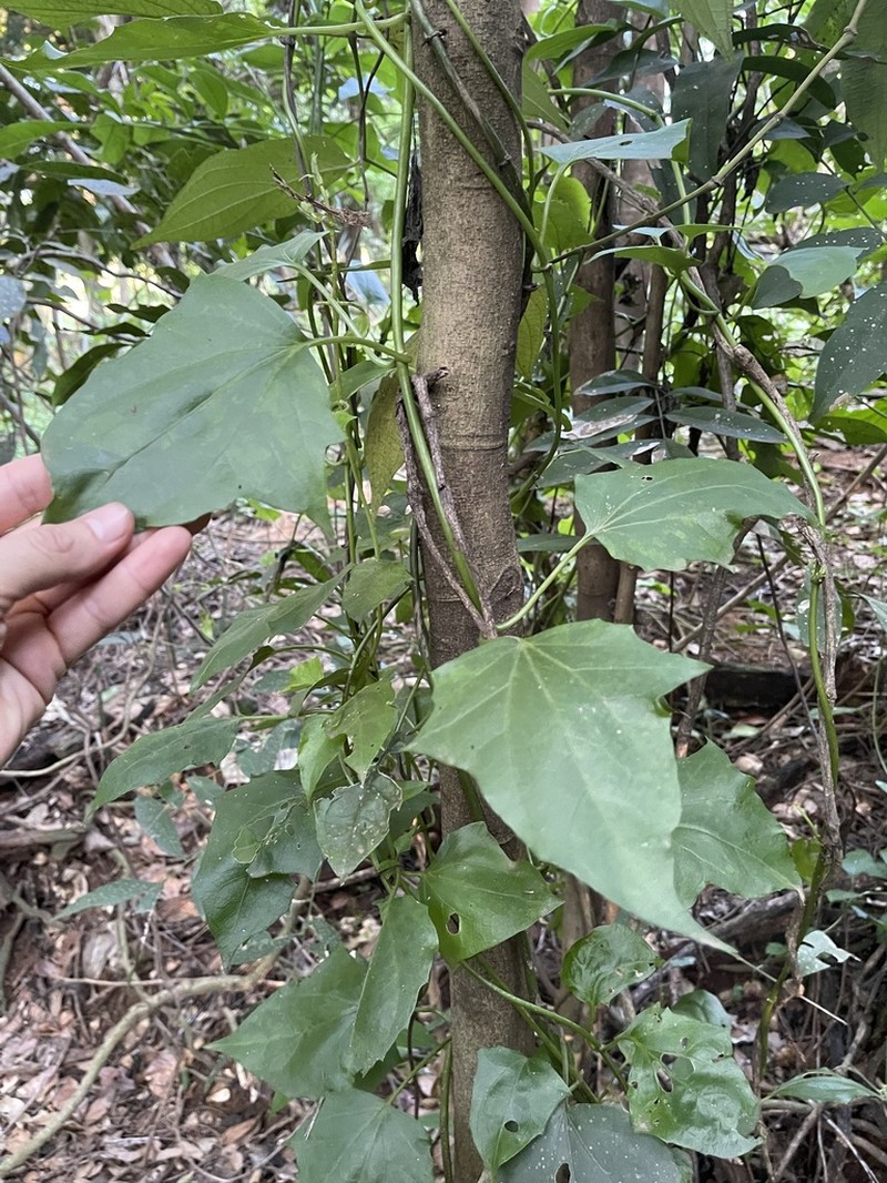 Mikania chlorolepis photo 3