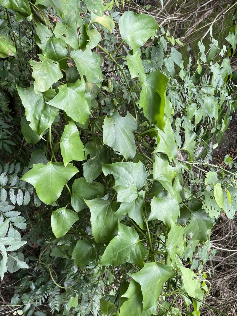 Mikania chlorolepis photo 4