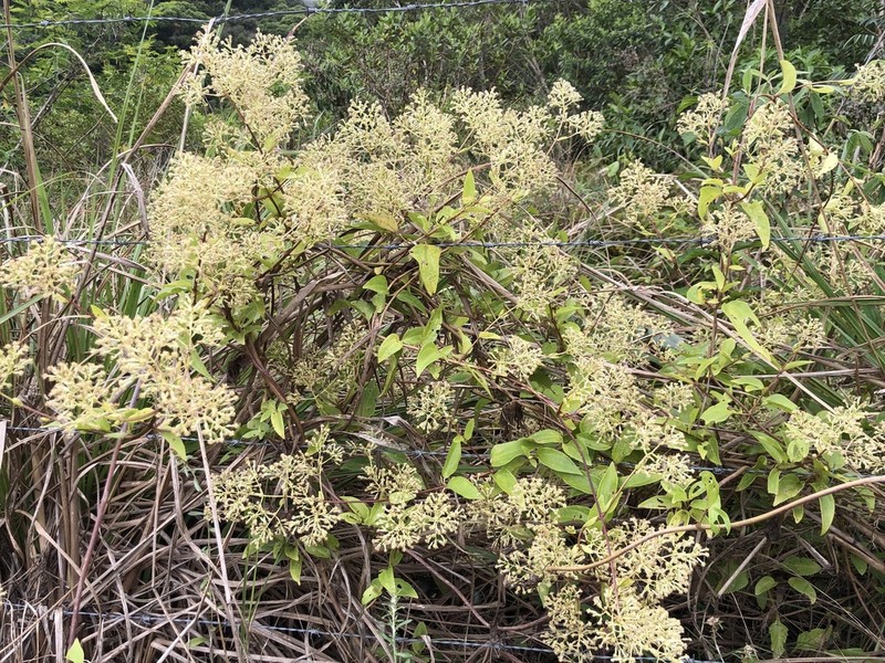 Mikania chlorolepis photo 5
