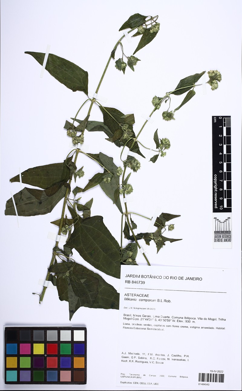 Mikania chlorolepis photo 6
