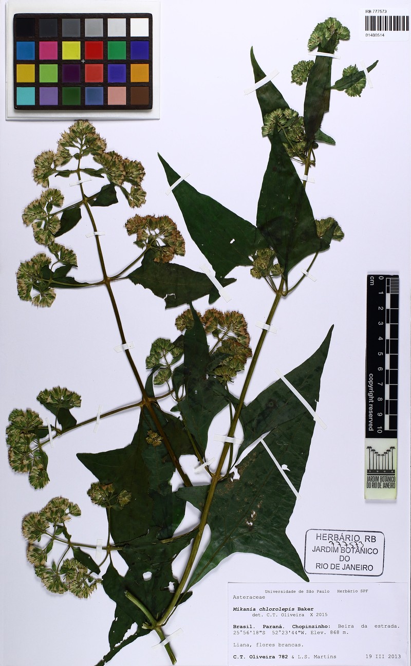 Mikania chlorolepis photo 8