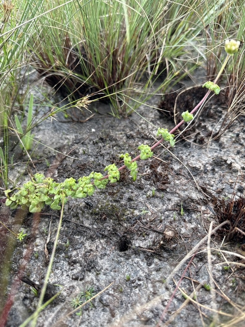 Mikania cipoensis