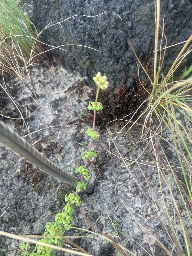 Mikania cipoensis photo 2