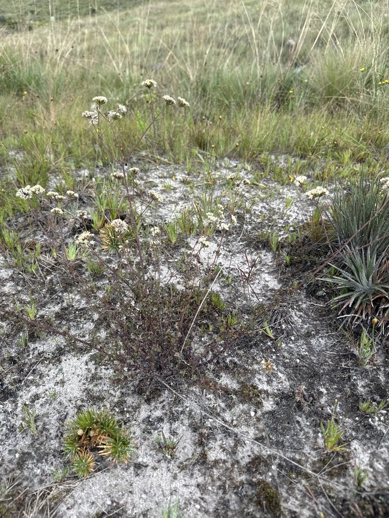 Mikania cipoensis photo 3