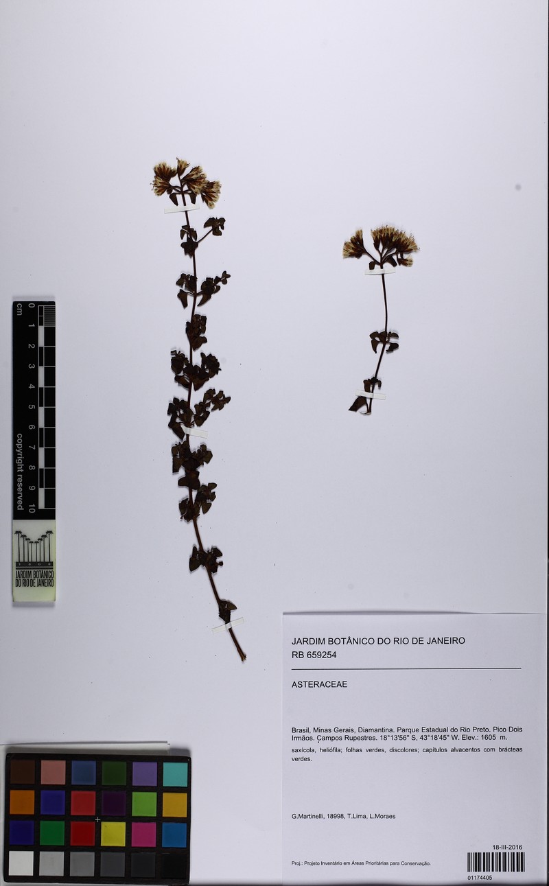 Mikania cipoensis photo 4