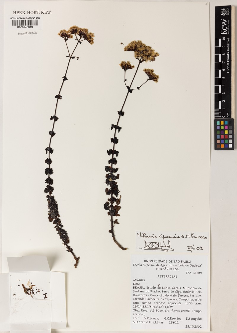 Mikania cipoensis photo 5