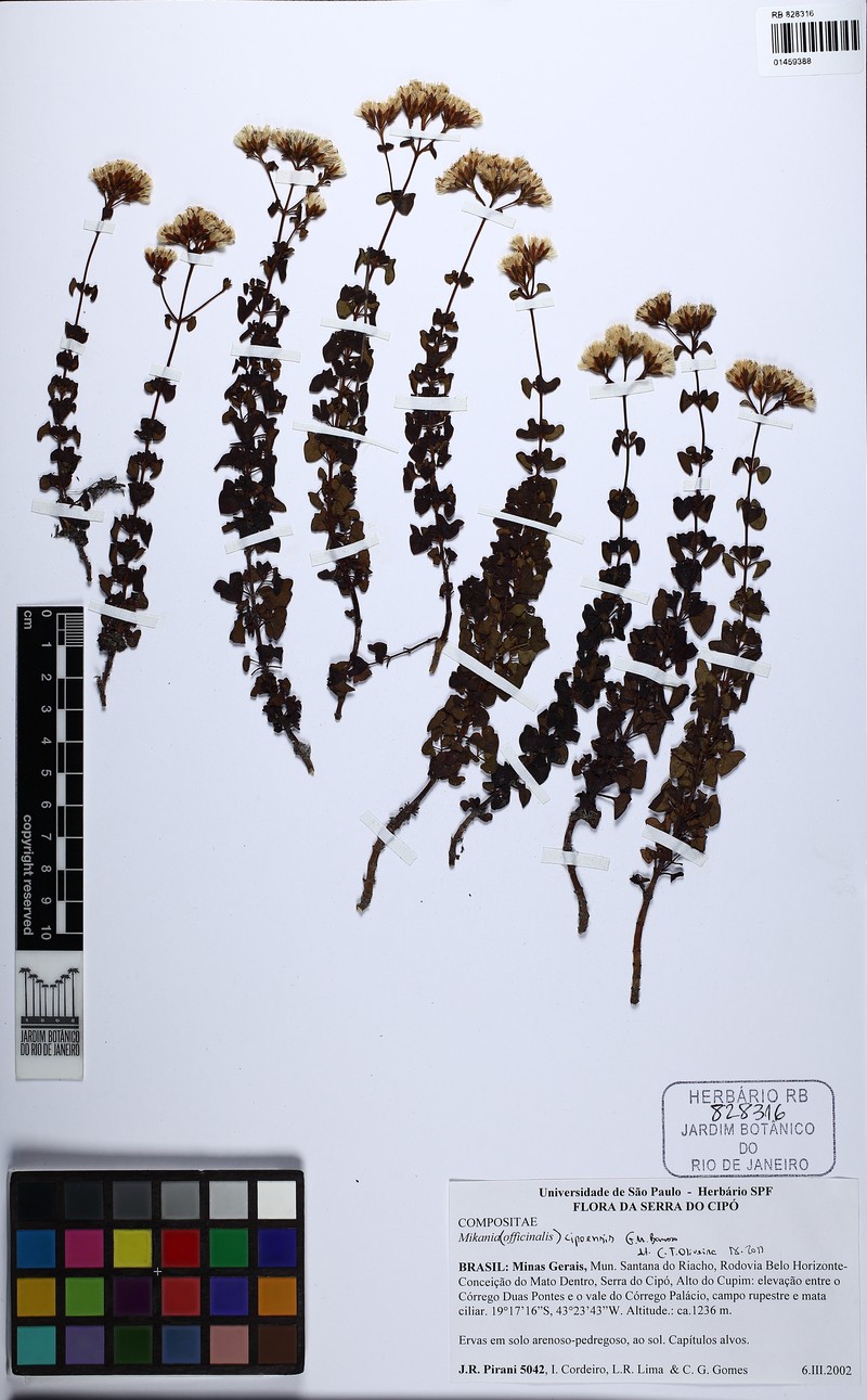 Mikania cipoensis photo 6
