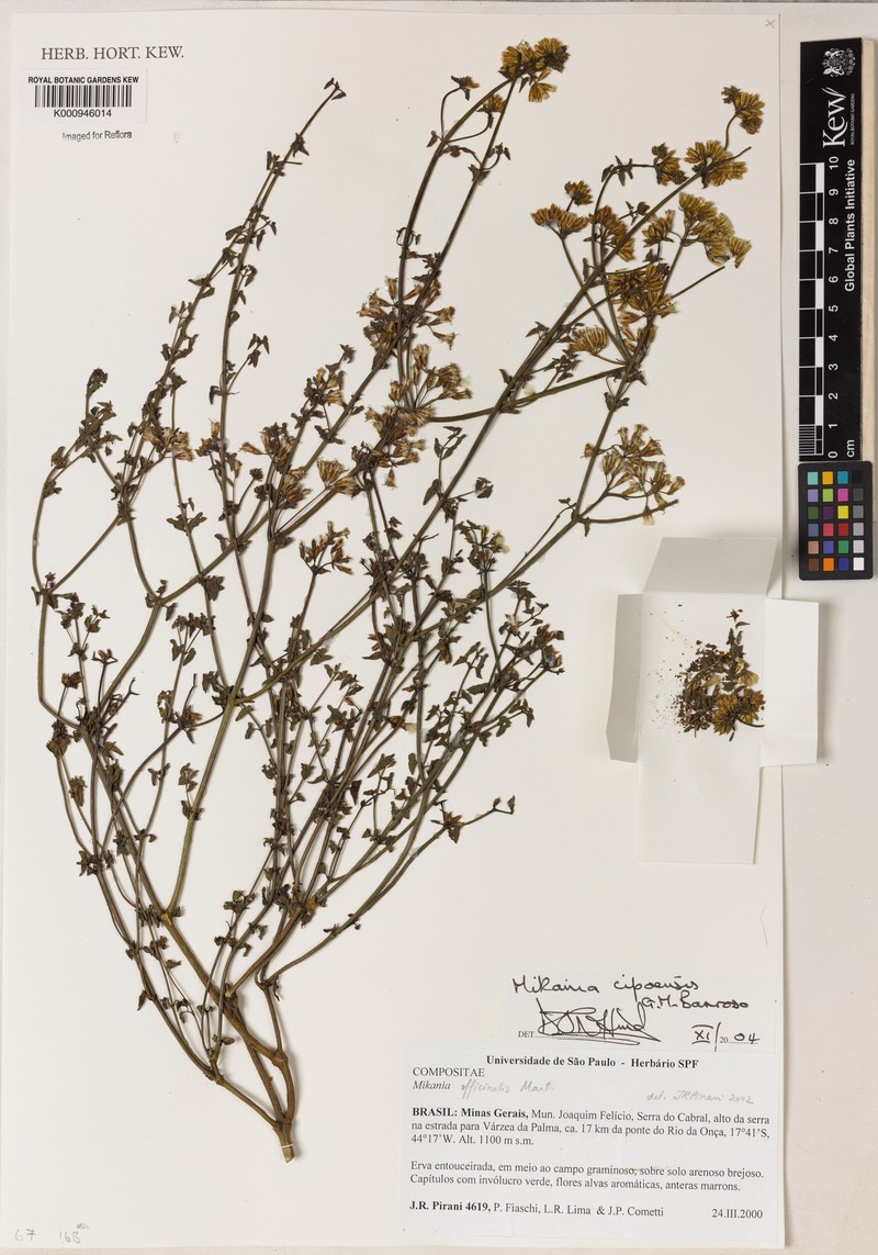 Mikania cipoensis photo 7