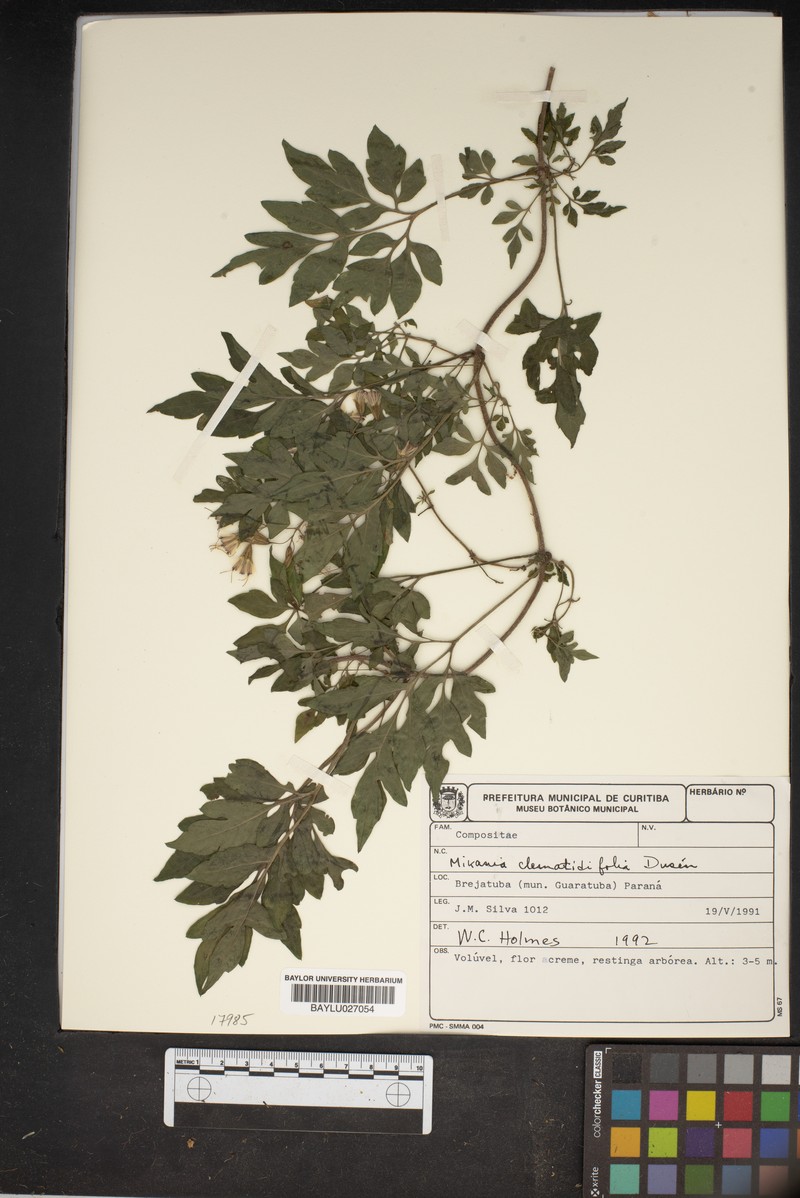 Mikania clematidiflora