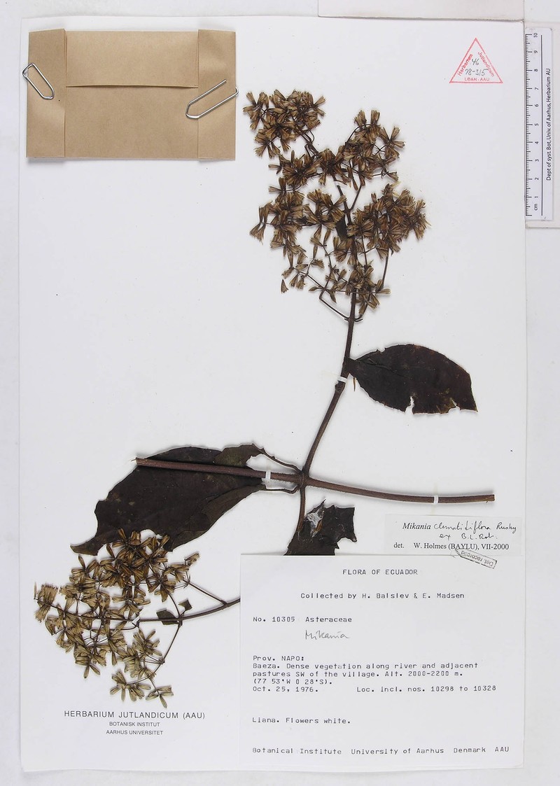 Mikania clematidiflora photo 3