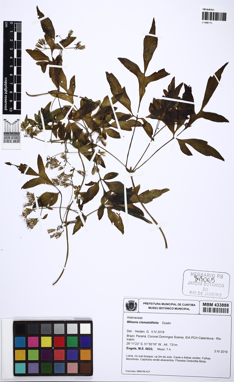 Mikania clematidifolia