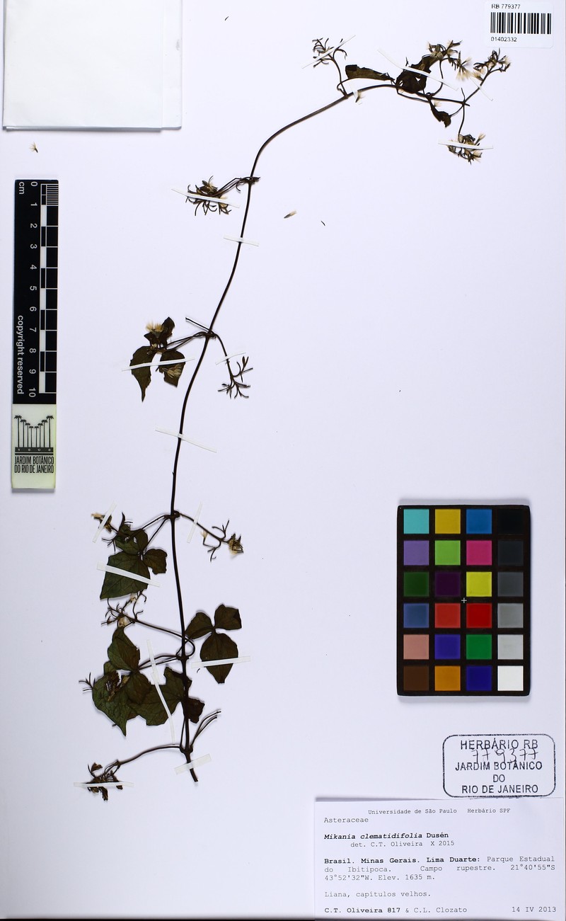Mikania clematidifolia photo 2