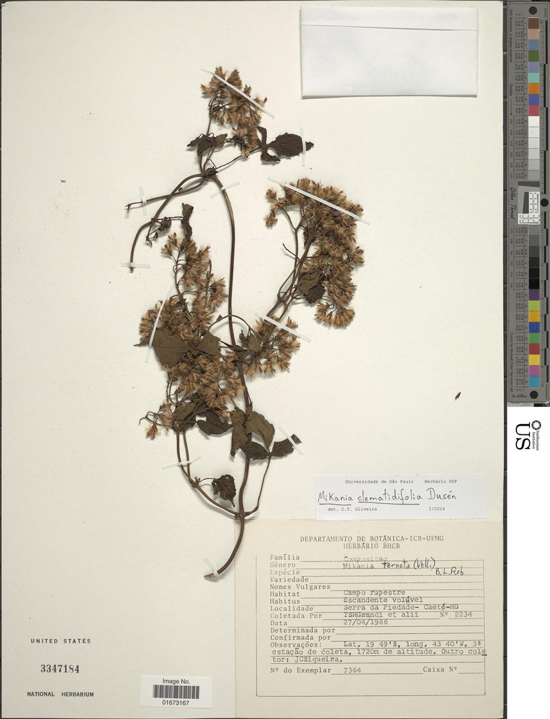 Mikania clematidifolia photo 3