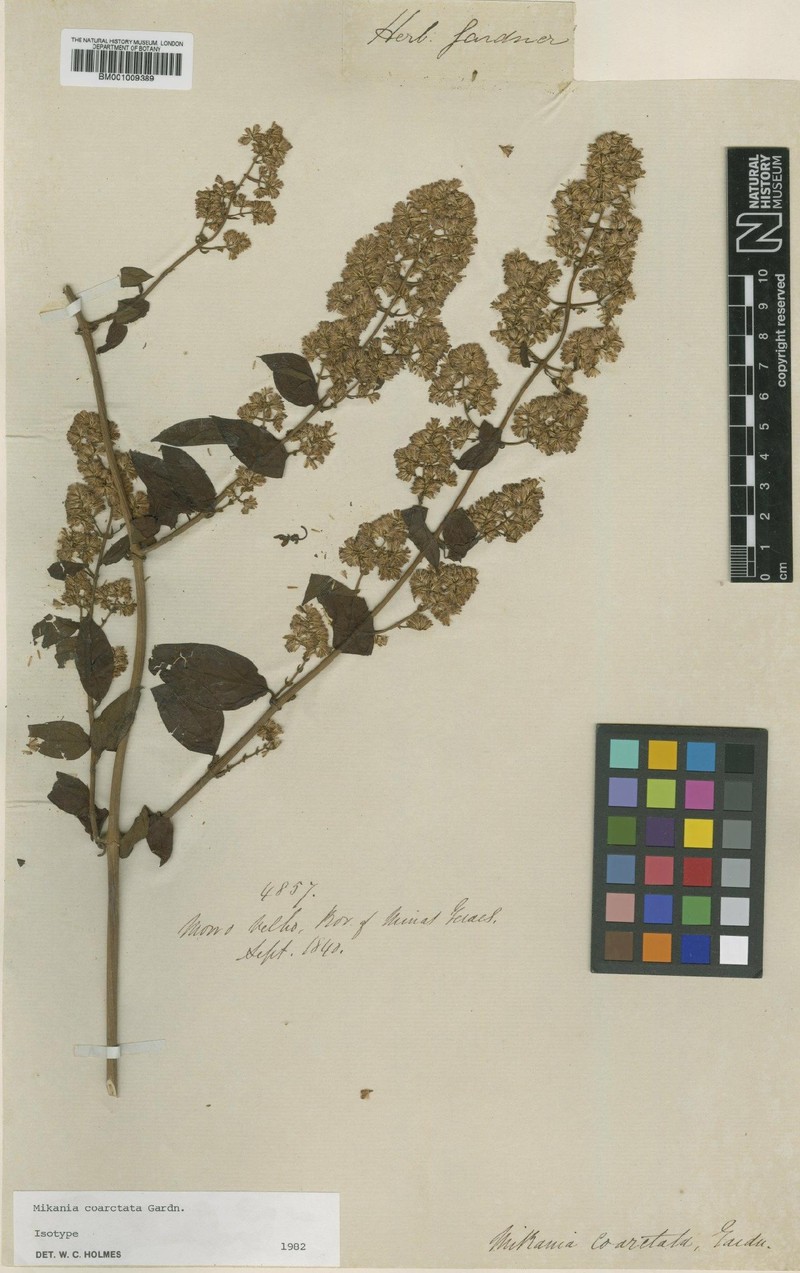 Mikania coarctata
