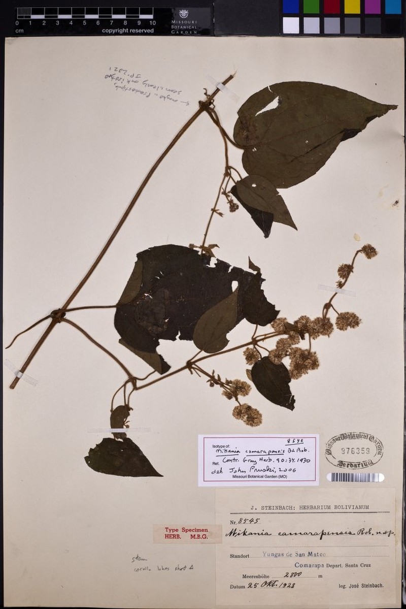 Mikania comarapensis