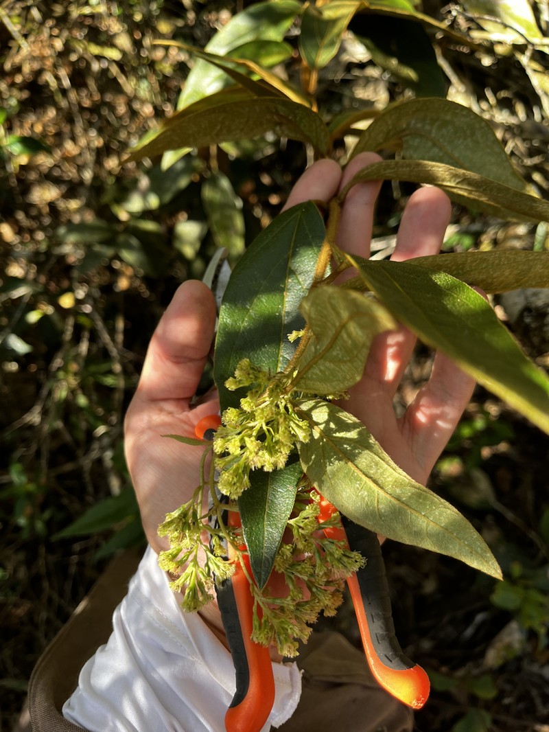 Mikania conferta