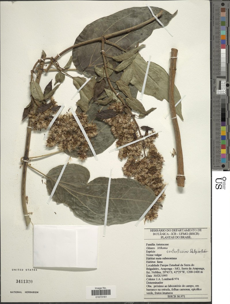 Mikania confertissima