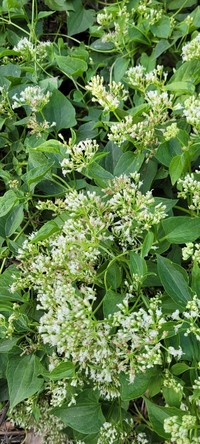 Florida Keys Hempvine