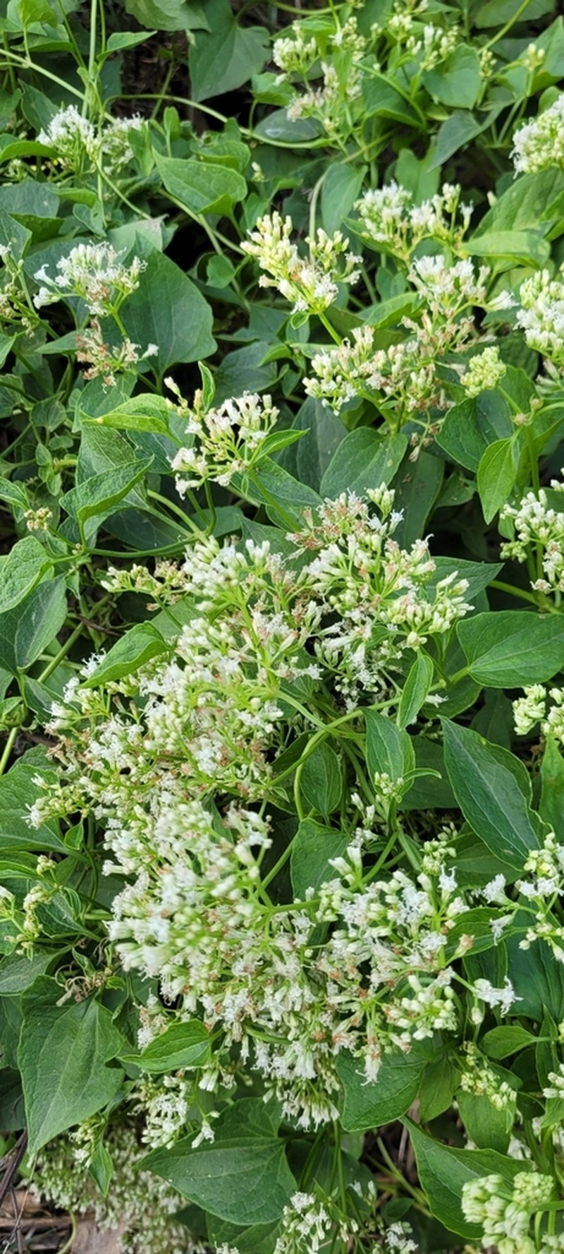 Florida Keys Hempvine