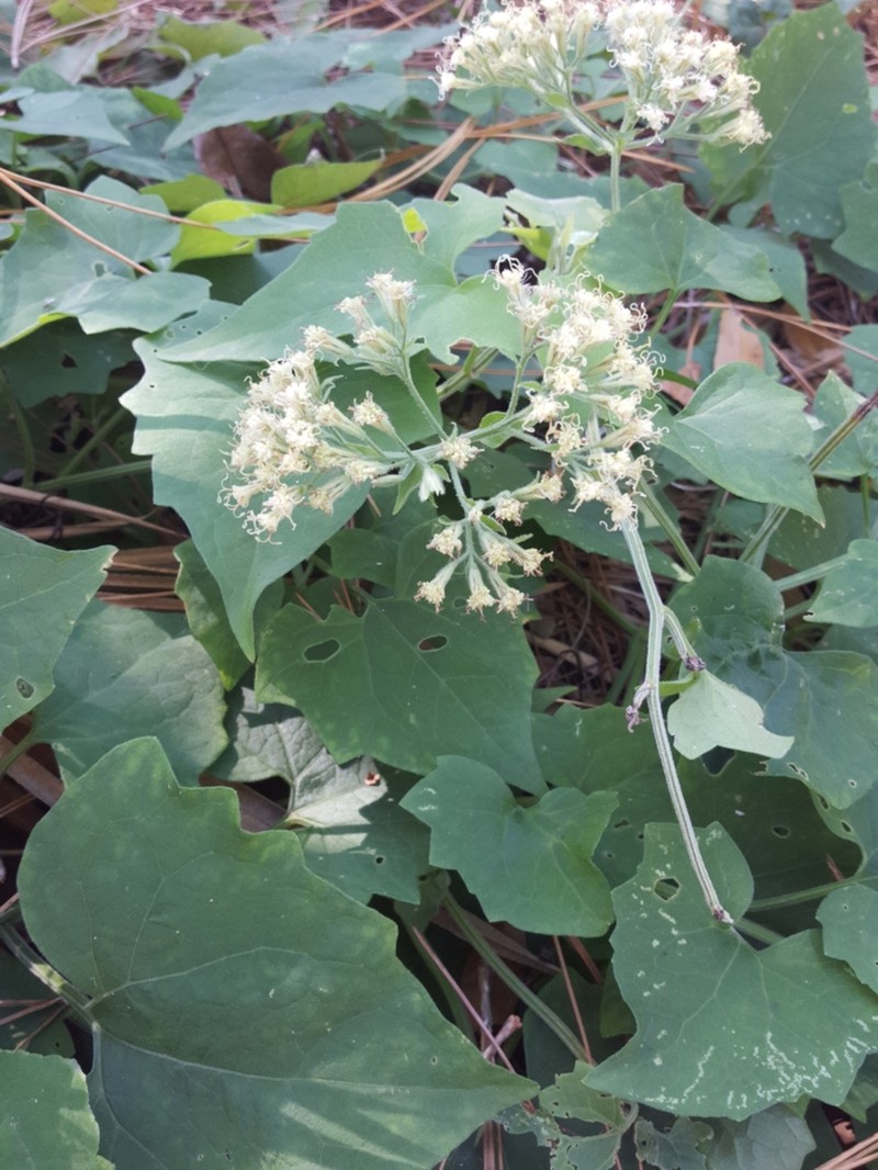Florida Keys Hempvine photo 2