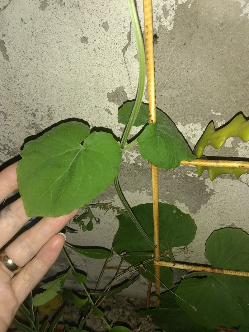 Florida Keys Hempvine photo 4