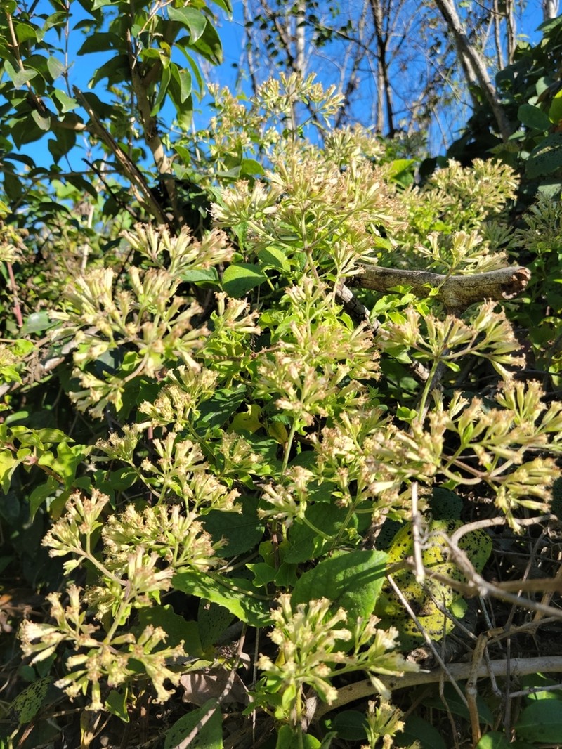 Florida Keys Hempvine photo 5
