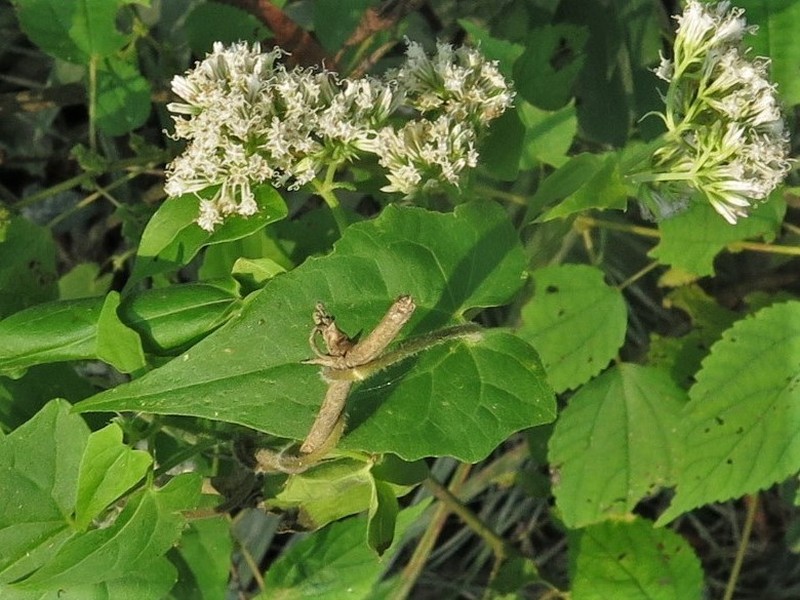Florida Keys Hempvine photo 6