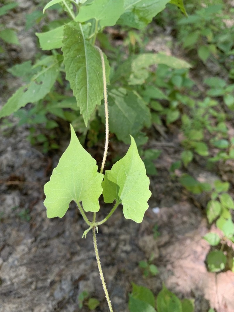 Florida Keys Hempvine photo 7