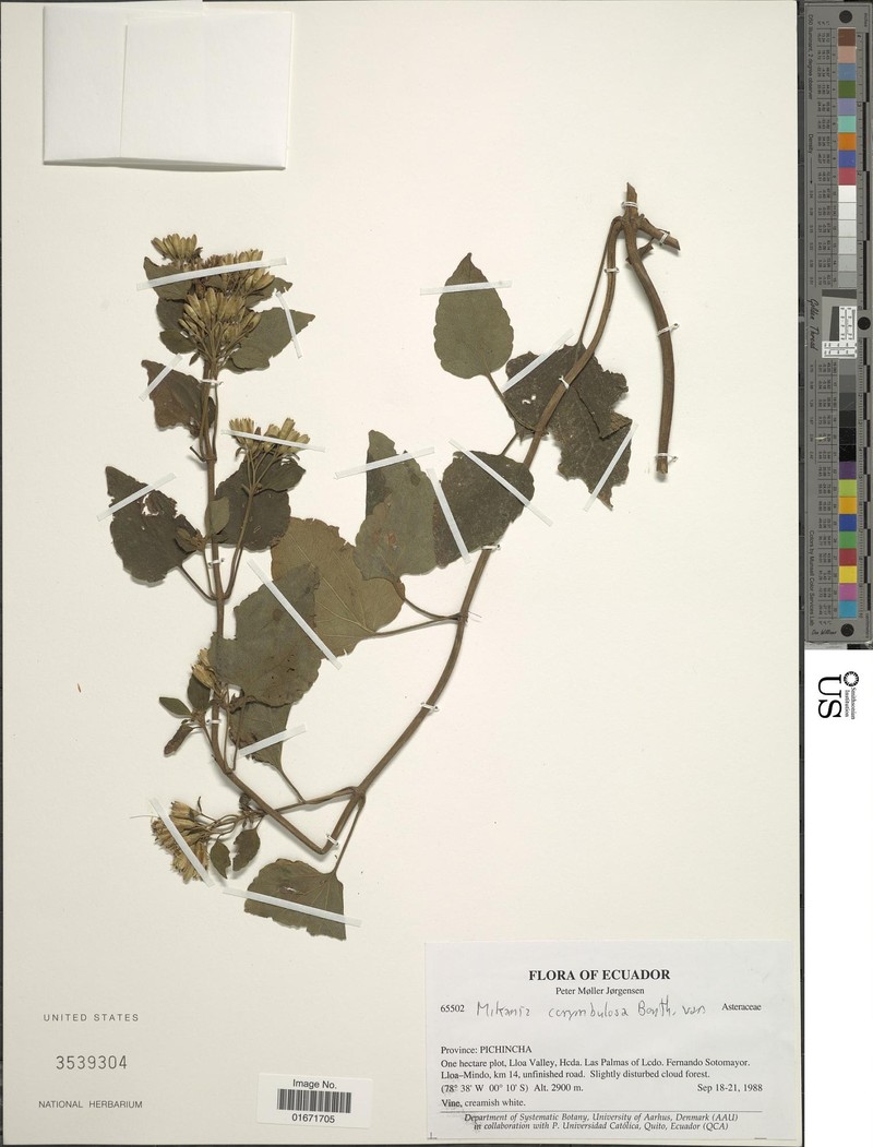 Mikania corymbulosa