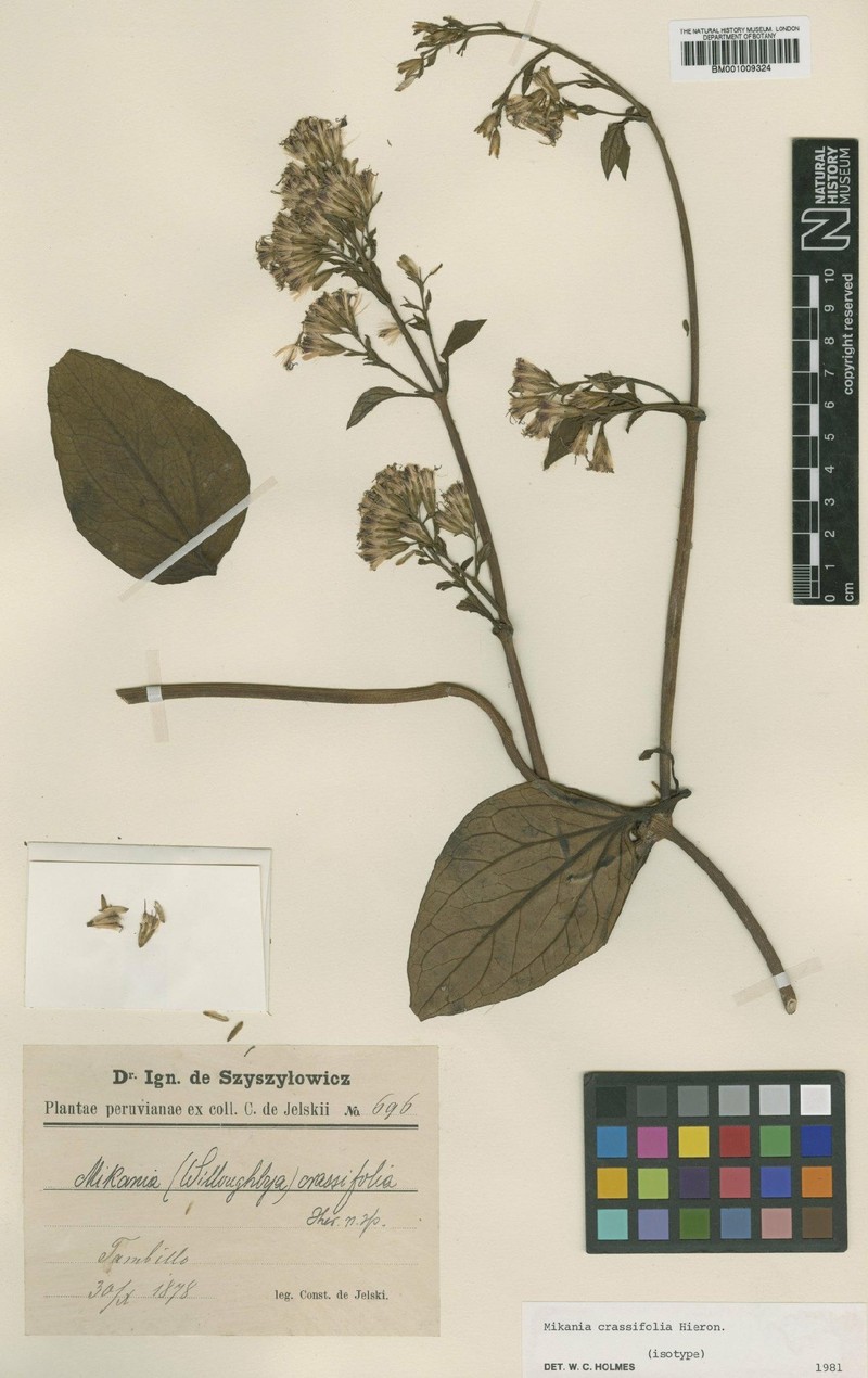 Mikania crassifolia