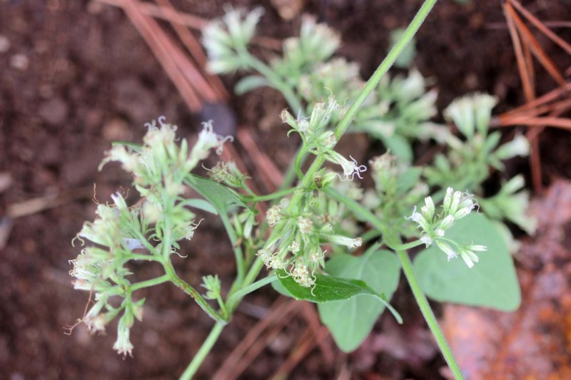 Mikania cristata