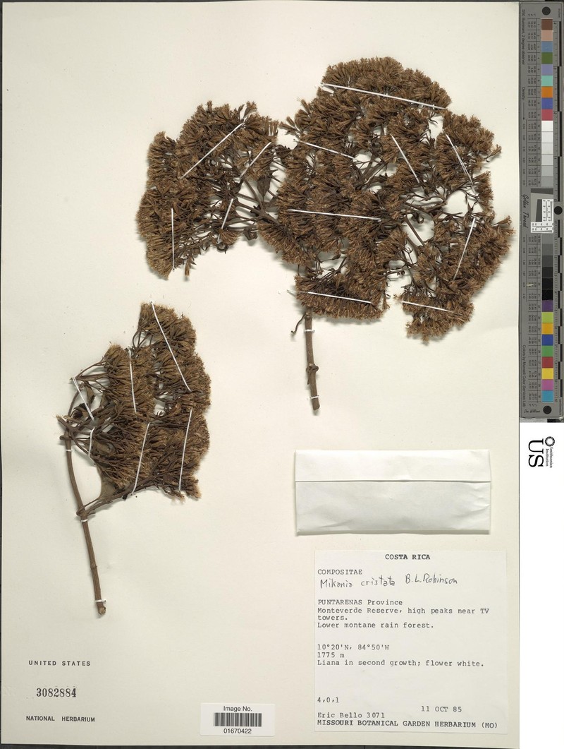 Mikania cristata photo 2